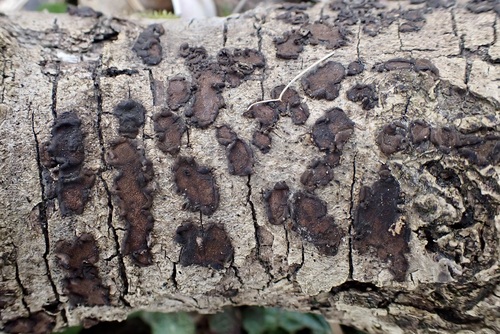 Hypoxylon cercidicola observed 2026-03-21