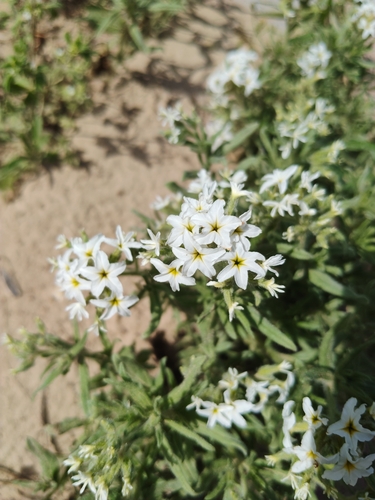 Siberian Sea-rosemary