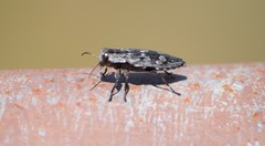 Chrysobothris rotundicollis