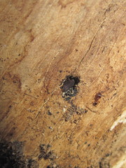 Zopheridae