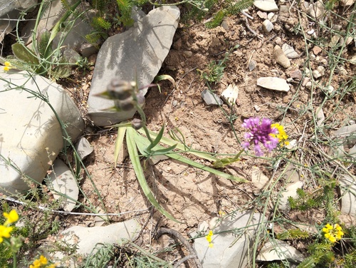 pyramidal orchid