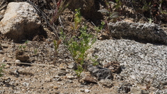 Spermolepis lateriflora