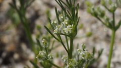 Spermolepis lateriflora