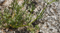 Spermolepis lateriflora