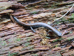 Batrachoseps wrighti