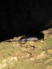 Stenochiinae