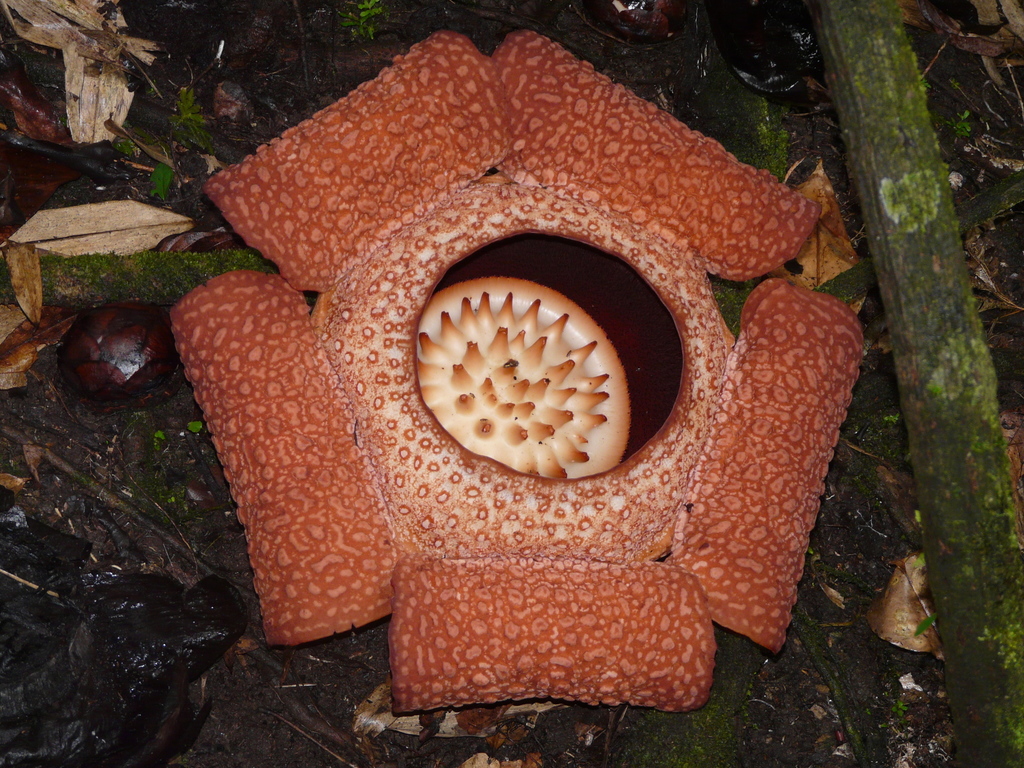 rafflesia flowers (Rafflesia) - Botanical Realm