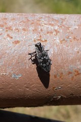 Chrysobothris rotundicollis