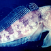 Pseudotrematomus bernacchii
