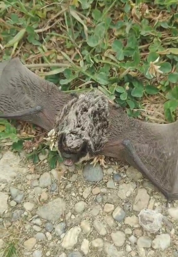 Particoloured Bat
