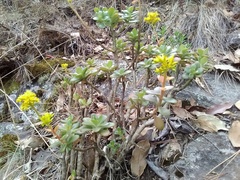Sedum praealtum