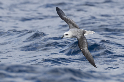 iNaturalist image