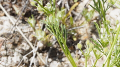 Spermolepis lateriflora