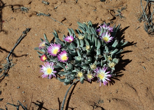 Antimima ventricosa