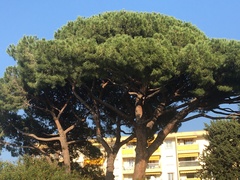 Pinus pinea
