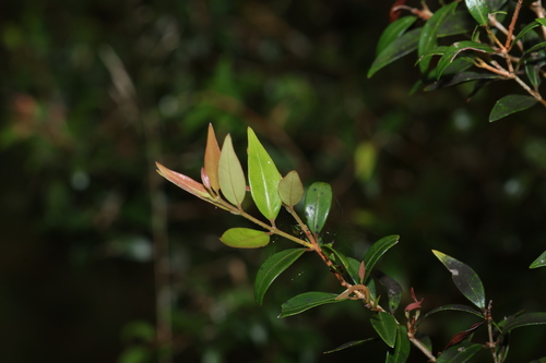 Uromyrtus observed 2026-05-12