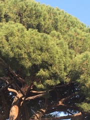 Pinus pinea