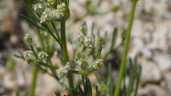 Spermolepis lateriflora