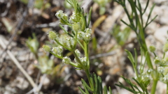 Spermolepis lateriflora