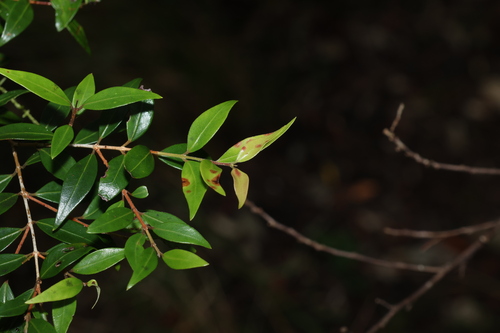 Uromyrtus observed 2026-05-12