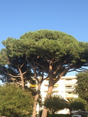 Pinus pinea