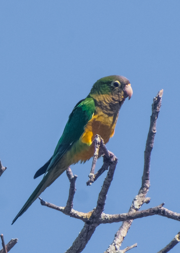Caatinga Parakeet (Eupsittula cactorum), photo 7