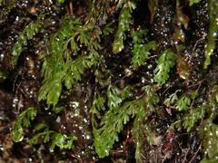 Hymenophyllum capense