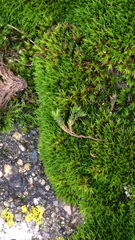 Pseudocrossidium hornschuchianum