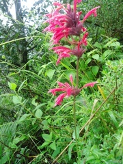 Agastache mexicana