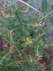 Vaccinium myrsinites