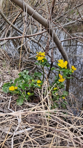 marsh marigold