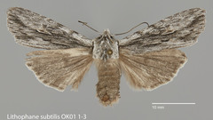 Lithophane subtilis