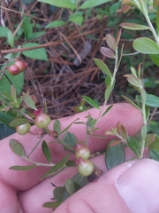 Vaccinium myrsinites