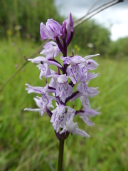 Dactylorhiza maculata