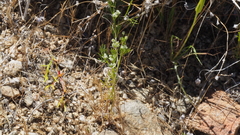 Spermolepis lateriflora