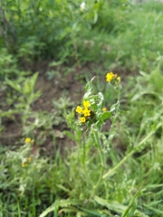 Amsinckia spectabilis