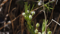 Spermolepis lateriflora