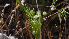 Spermolepis lateriflora