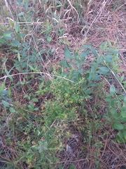 Vaccinium myrsinites