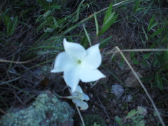 Mandevilla hypoleuca