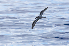 Collared Petrel photo 2