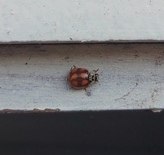 Adalia decempunctata