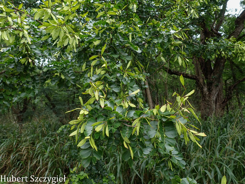 Haematoxylum campechianum, 2026-04-12