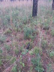 Vaccinium myrsinites