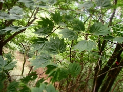 Acer japonicum