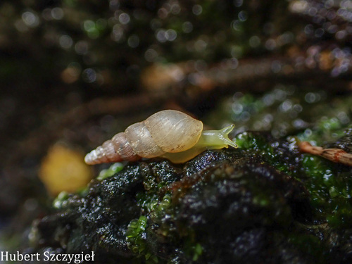 Subulina octona observed 2026-04-12