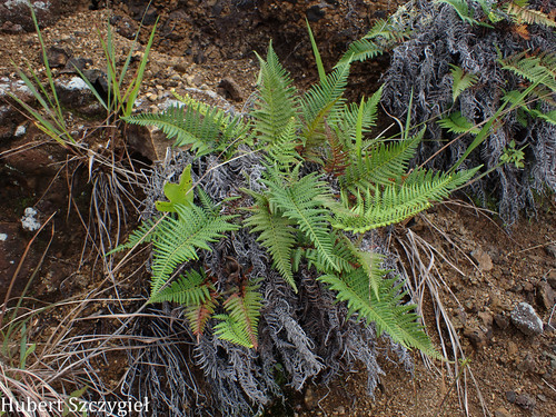 Pityrogramma austroamericana observed 2026-04-12