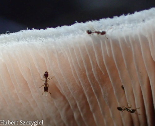 Solenopsis papuana observed 2026-04-12