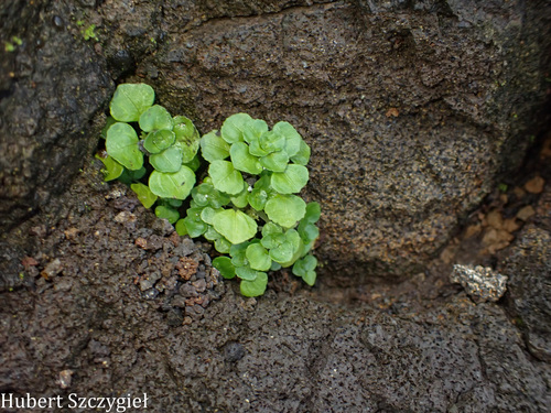 Pilea peploides observed 2026-04-12