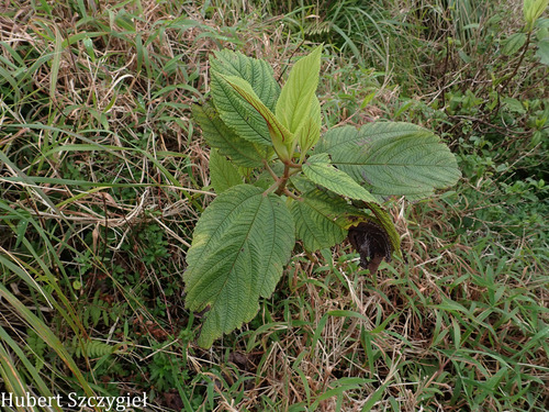 Boehmeria grandis observed 2026-04-12